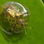 Gold Bugs on Endangered Species List